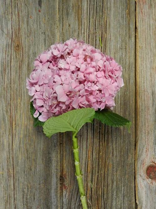 PINK HYDRANGEAS